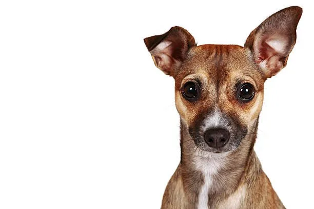  mixed breed pug and chihuahua Partake Delicious