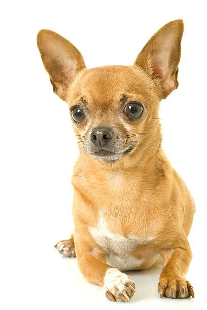  mixed breed pug and chihuahua Indulge Creative