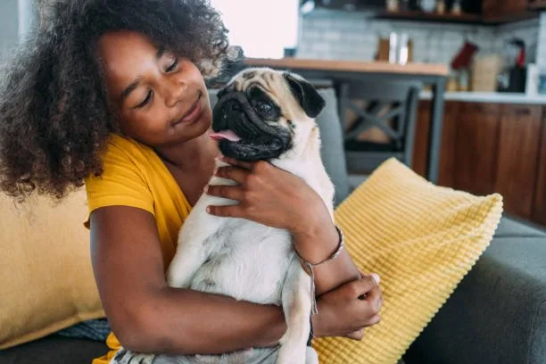  mixed pug and chihuahua Explore Satisfying