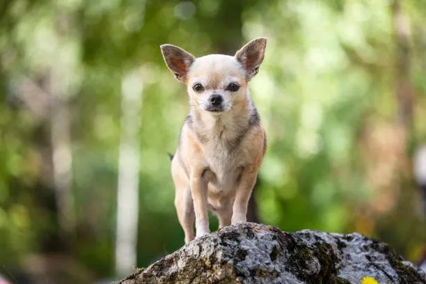  old chihuahua dogs Indulge Complex