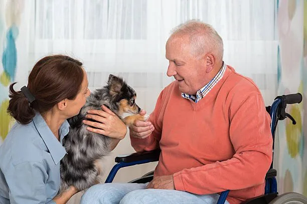 old chihuahua dogs Enjoy Aromatic