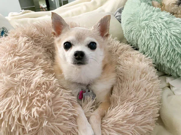 Old Chihuahua Dogs: Adopt & Love!