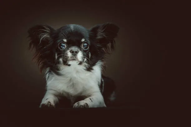  papillon and chihuahua mix Conclusion: Is the Papillon-Chihuahua Mix Right for You?