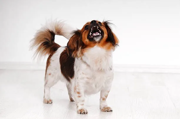  papillon and chihuahua mix Adapting to the Needs of a Chion: Health, Lifestyle, and Grooming