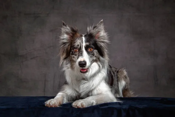  papillon and chihuahua mix Diet and Nutrition