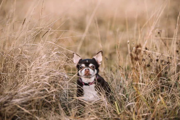  papillon and chihuahua mix The Appeal of PapChi as a Designer Dog Breed