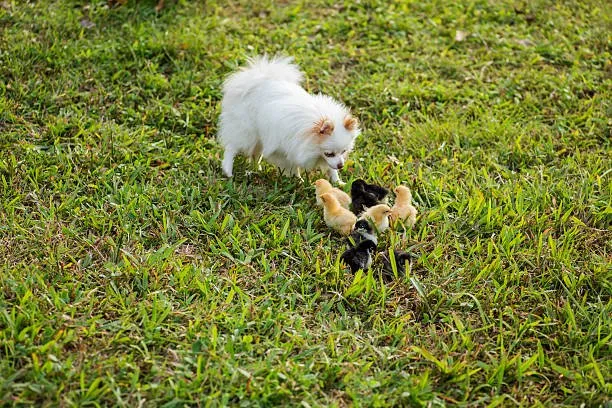  papillon and chihuahua mix Grooming Requirements
