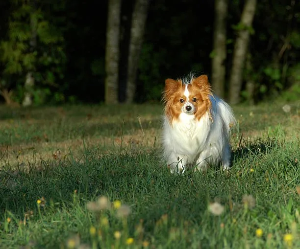  papillon chihuahua mix Socialization and Family Integration