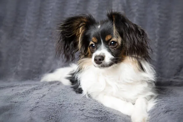  papillon chihuahua mix dog Understanding and Managing Designer Dog Health