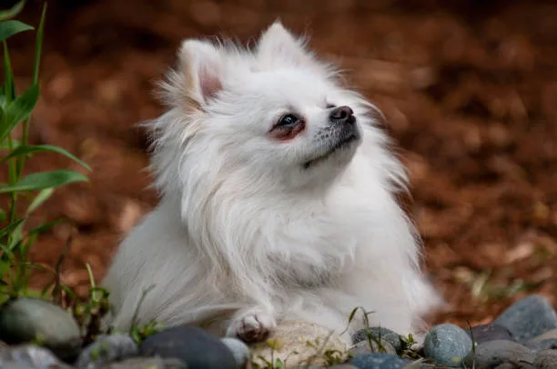  papillon chihuahua mix dog Training and Sociability