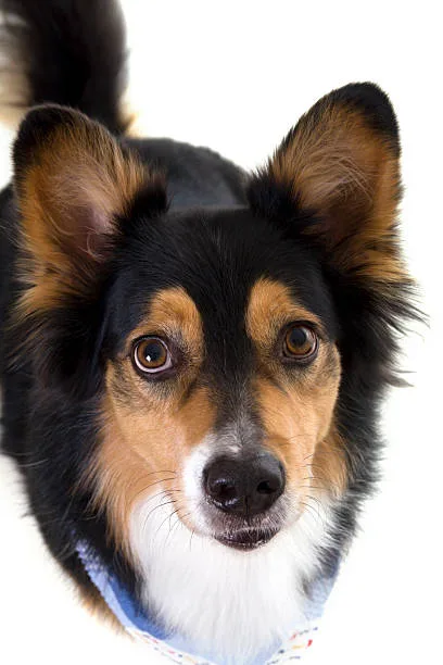  papillon chihuahua mix dog Adoption Tips