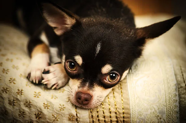  papillon chihuahua mix Training and Exercise Needs