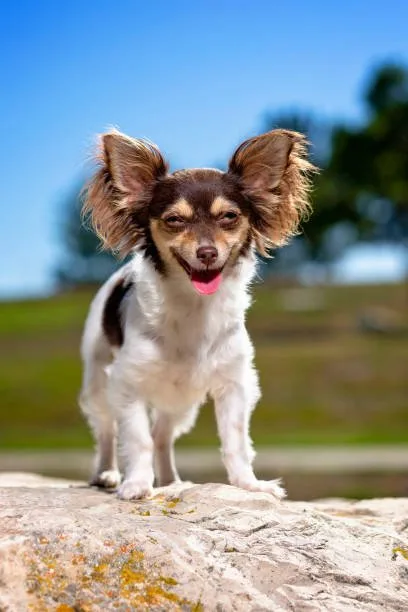  papillon chihuahua mix Healthcare and Lifespan of Papillon Chihuahua Mixes