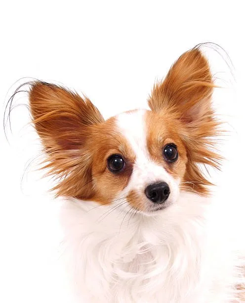  papillon chihuahua mix Dietary Considerations for a Papillon Chihuahua Mix
