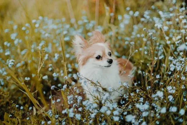  papillon chihuahua mix Health and Lifespan