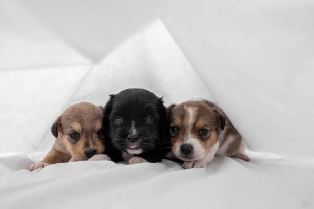 papillon chihuahua mix puppies Training and Socialization for Designer Dogs
