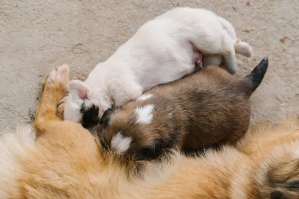 papillon chihuahua mix puppies Conclusion: Is the Papillon Chihuahua Mix Right for You?