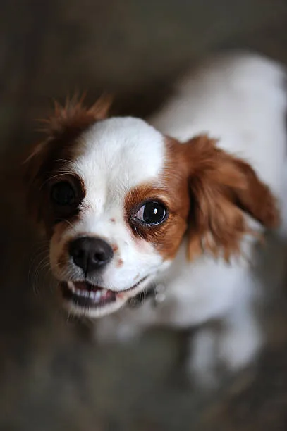 papillon chihuahua mix puppies Understanding the Lifespan and Health of Chihuahua Mixes
