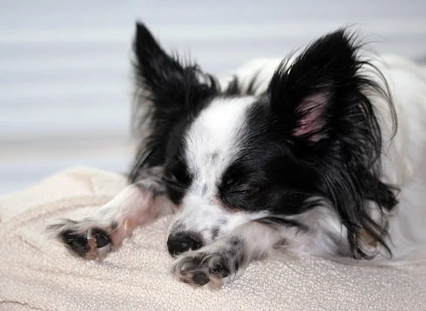 papillon chihuahua mix puppies Temperament and Personality