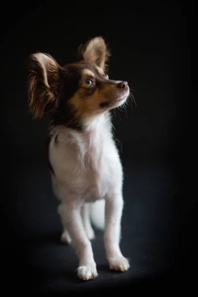 papillon chihuahua mix puppies Physical and Temperamental Traits of the Papillon Chihuahua Mix
