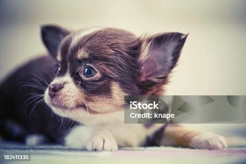 papillon chihuahua mix puppies Diet and Nutrition