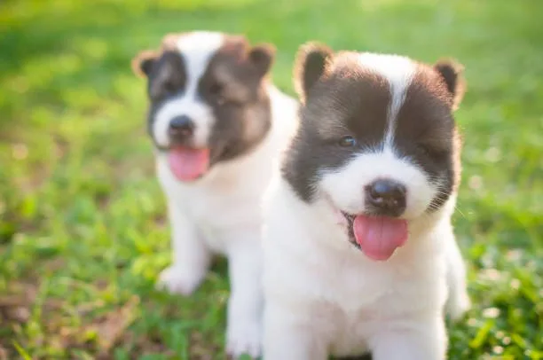 papillon chihuahua mix puppies Training and Exercise Needs