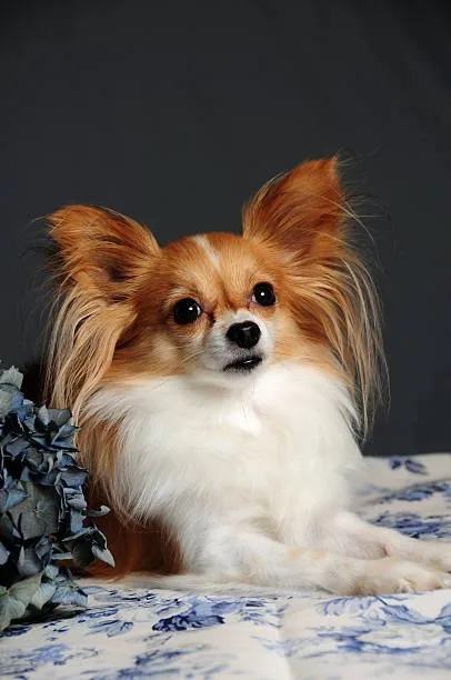  papillon chihuahua mix puppy Suitability for Small Living Spaces