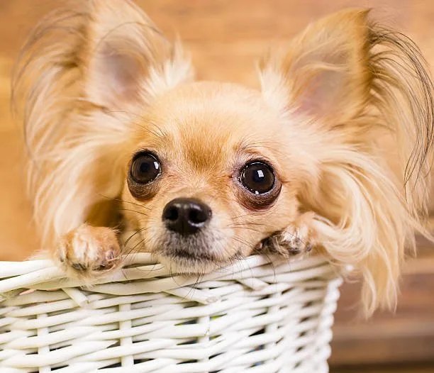  papillon chihuahua mix puppy Socialization and Interaction