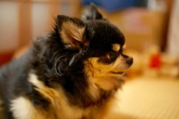  papillon chihuahua mix puppy Health and Lifespan