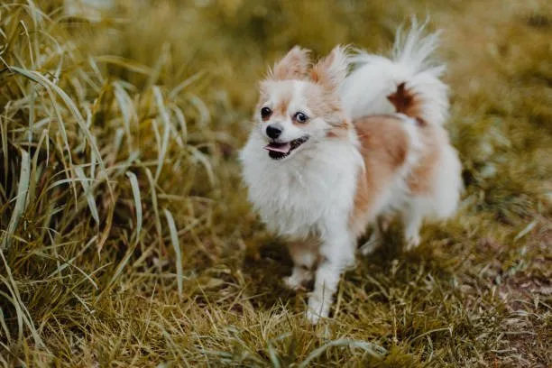  papillon chihuahua mix puppy Hybrid Vigor and Health Considerations in PapChi