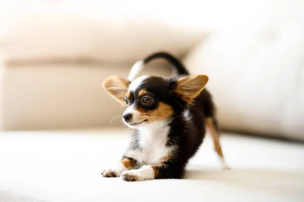 papillon chihuahua mix puppy Maximizing the Benefits of a Compact Dog Breed