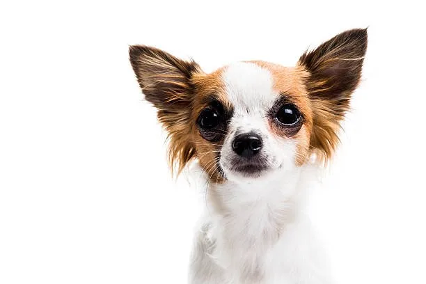  papillon chihuahua mix Personality and Temperament
