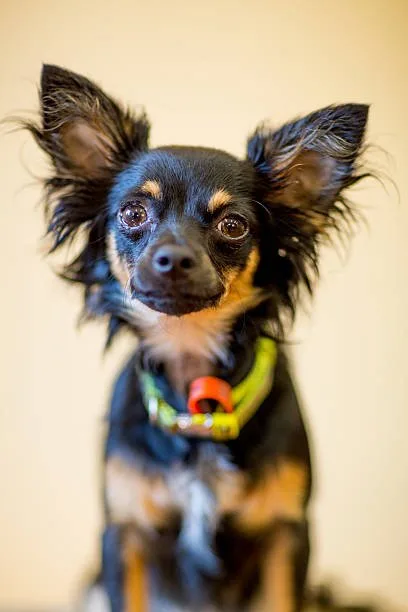  papillon chihuahua mix Grooming and Maintenance