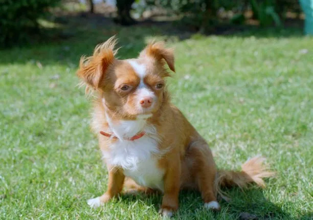 papillon chihuahua pomeranian mix Suitability as a Pet