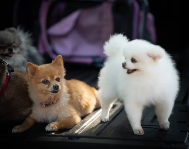  papillon chihuahua pomeranian mix Temperament and Personality Traits