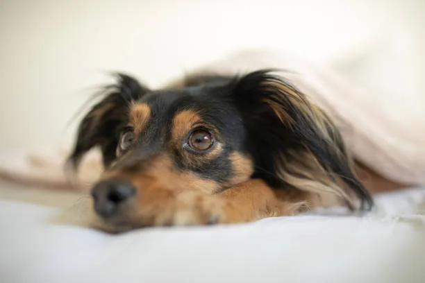  papillon chihuahua pomeranian mix Becoming Part of the Family