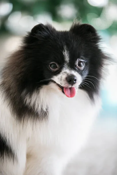  papillon chihuahua pomeranian mix Finding a Responsible Breeder or Adoption Center