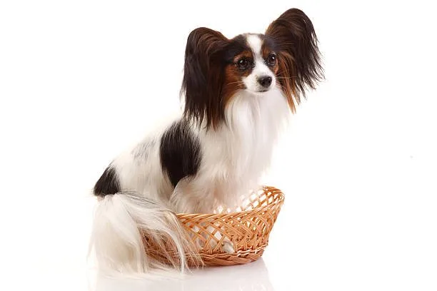  papillon long hair chihuahua mix Personality and Temperament