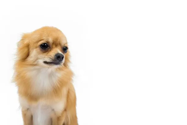  papillon long hair chihuahua mix Choosing and Caring for Your PapChi: Breeding and Adoption Insights
