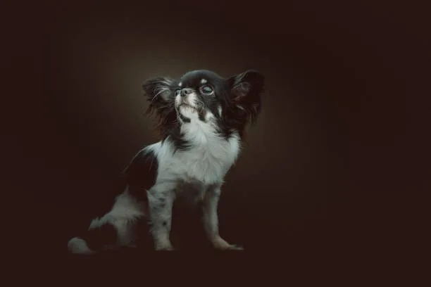  papillon long hair chihuahua mix The Unique Appeal of the PapChi Hybrid