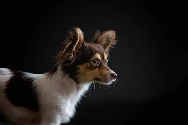  papillon long hair chihuahua mix Training and Socialization for a Well-behaved PapChi