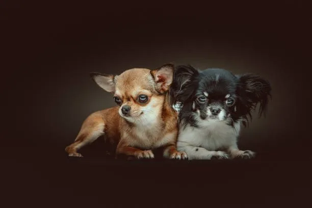  papillon long hair chihuahua mix Exercise and Activity Requirements