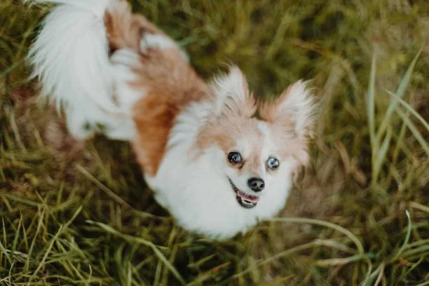  papillon long hair chihuahua mix Conclusion: Is the Papillon Long Hair Chihuahua Mix the Right Dog for You?