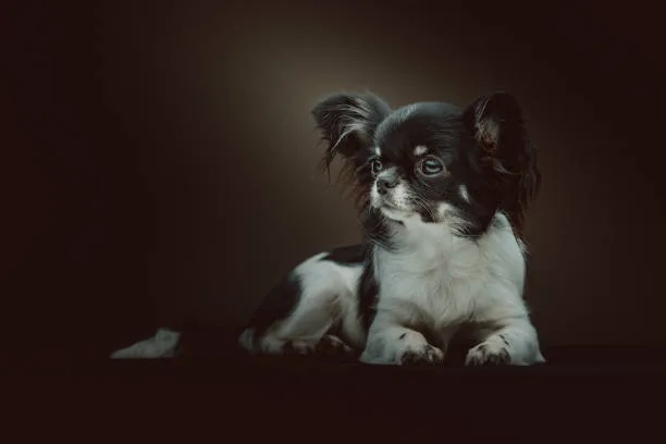  papillon long hair chihuahua mix Caring for Your Small Dog Companion