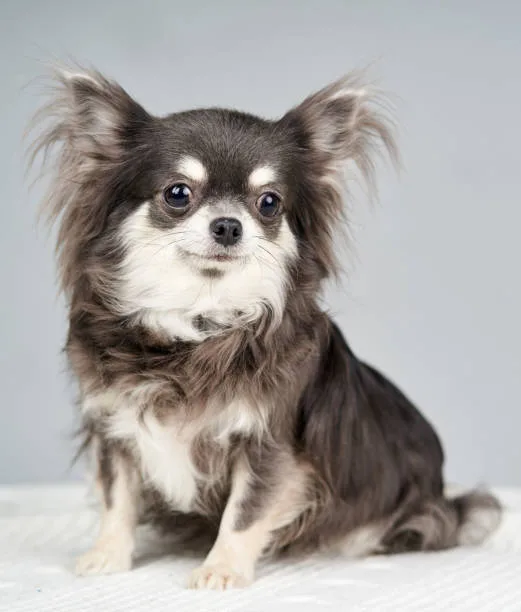  papillon long hair chihuahua mix Cost of Ownership