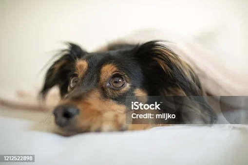  papillon mix with chihuahua Lifespan and Aging