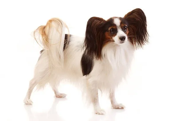  papillon mix with chihuahua The Ins and Outs of PapChi Grooming and Nutrition