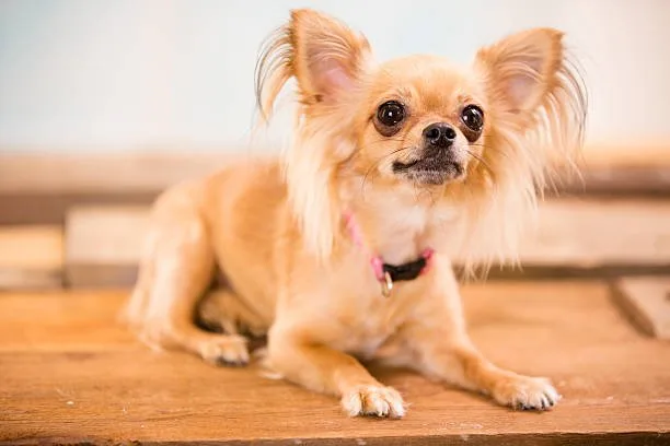  papillon mix with chihuahua Summary and Final Thoughts