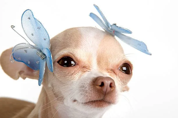 papillon mix with chihuahua Exercise and Activity Levels