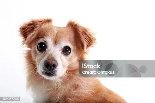  papillon mix with chihuahua Behavioral Traits and Training Strategies for Chi-Paps